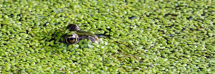 Frosch inmitten von Wasserlinsen